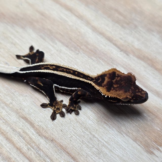 엠티백 슈퍼스트라이프