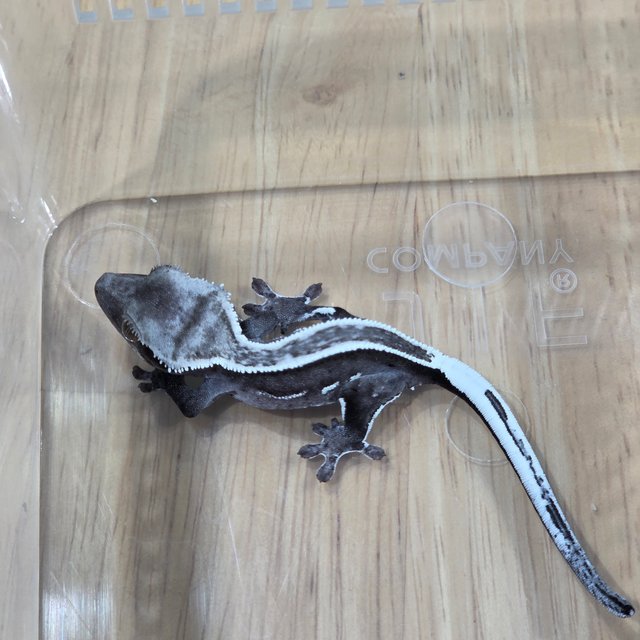 아잔틱