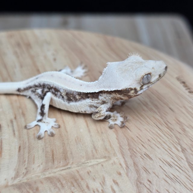 릴리100%헷아잔틱