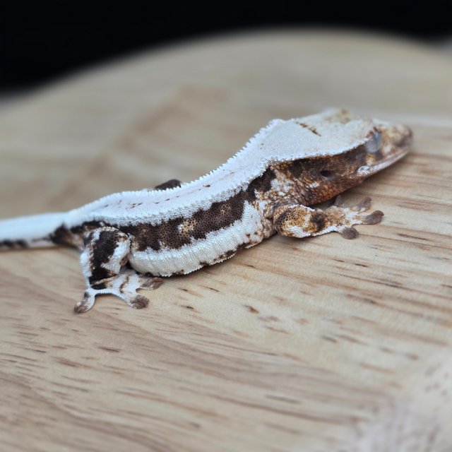 릴리100%헷아잔틱