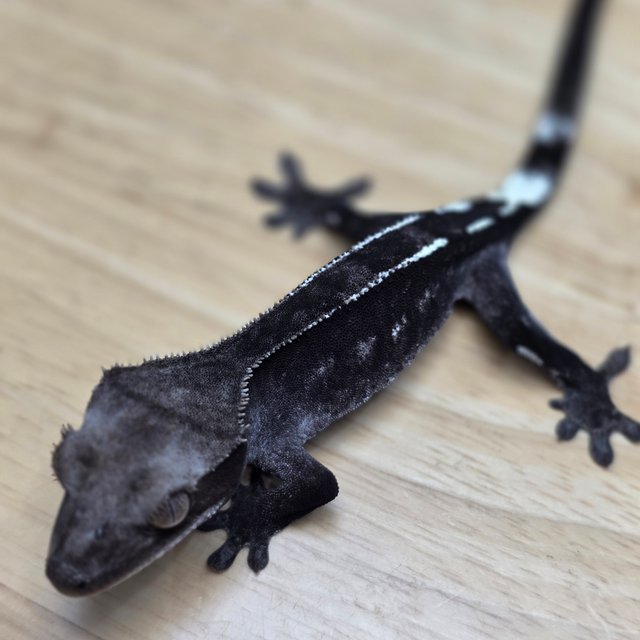 아잔틱 카푸치노