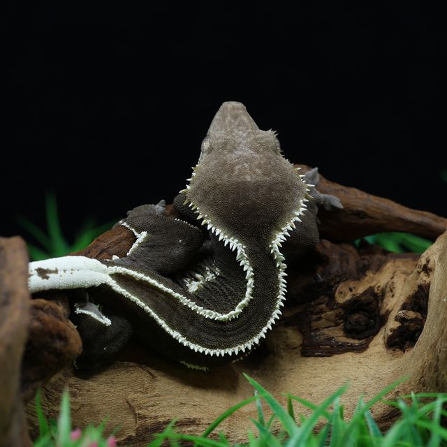 아잔틱