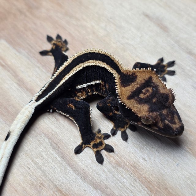 슈퍼스트라이프 엠티백