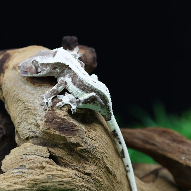 릴잔틱