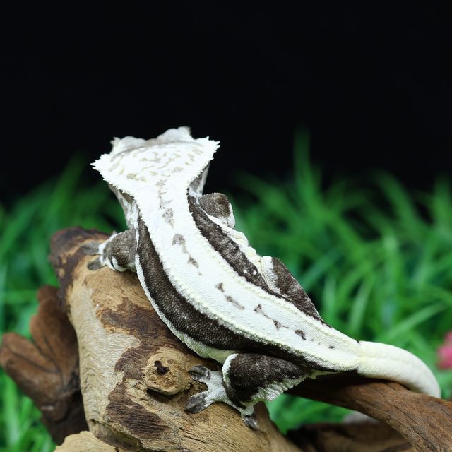 릴잔틱