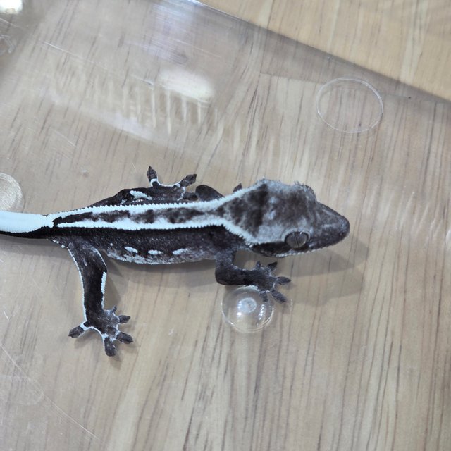 아잔틱