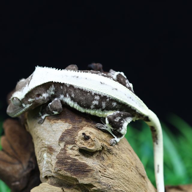릴잔틱