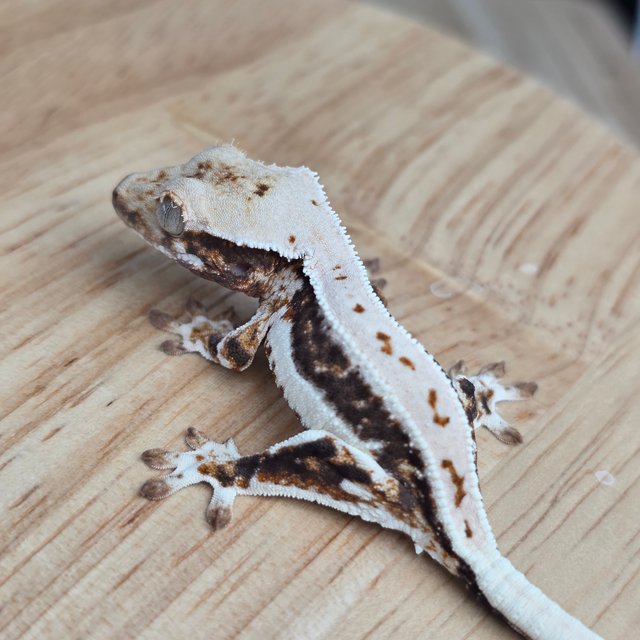 릴리100%헷아잔틱