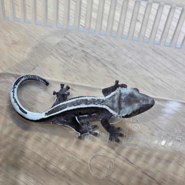 아잔틱