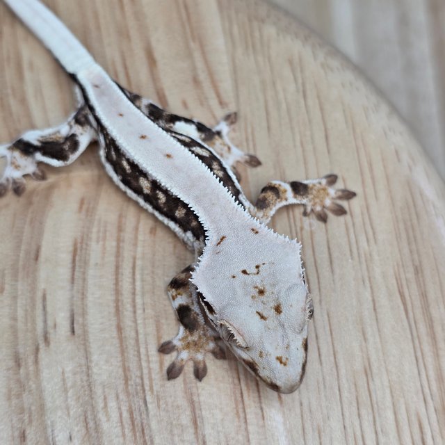 릴리100%헷아잔틱