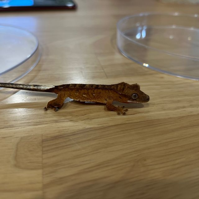 팬텀 크림시클