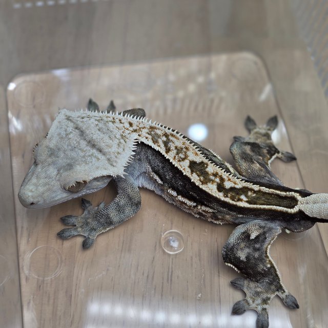 100%헷아잔틱 풀핀