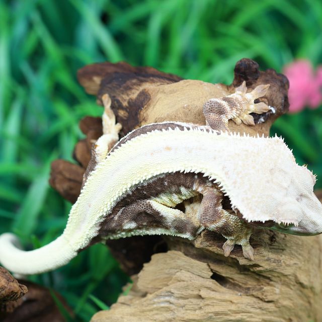 릴리100%헷아잔틱