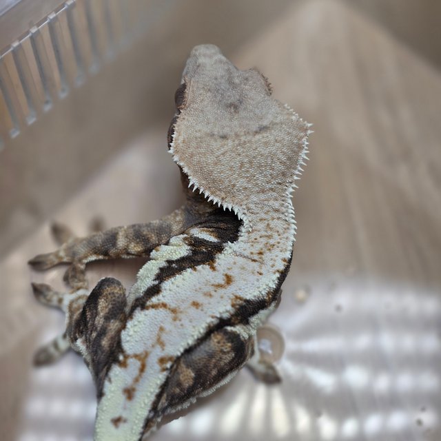 릴리100%헷아잔틱