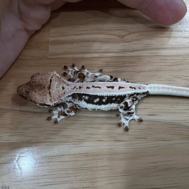 릴리화이트