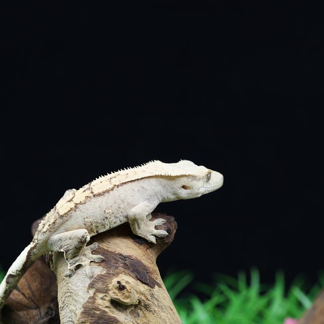 100%헷아잔틱