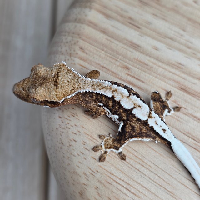 릴리100%헷아잔틱