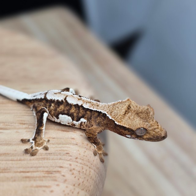 릴리100%헷아잔틱