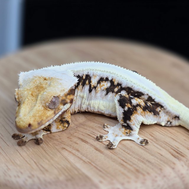 릴리100%헷아잔틱