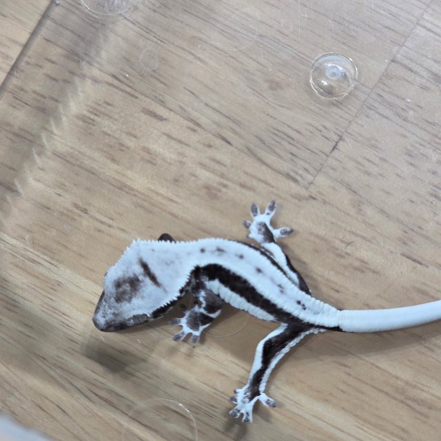 릴잔틱