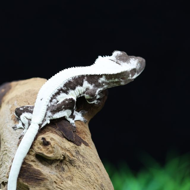 릴잔틱