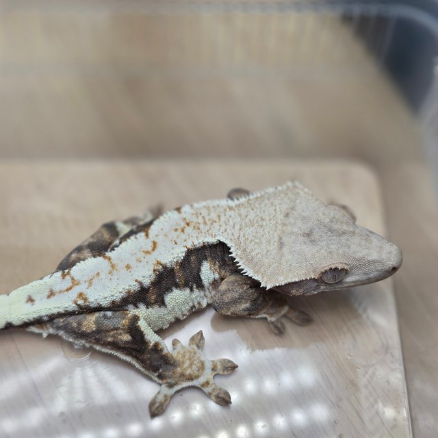 릴리100%헷아잔틱