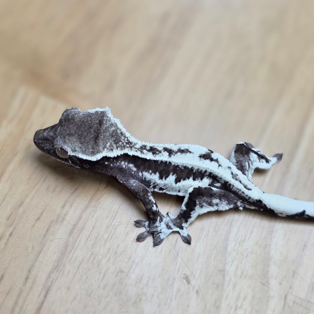 프라푸치노 릴잔틱