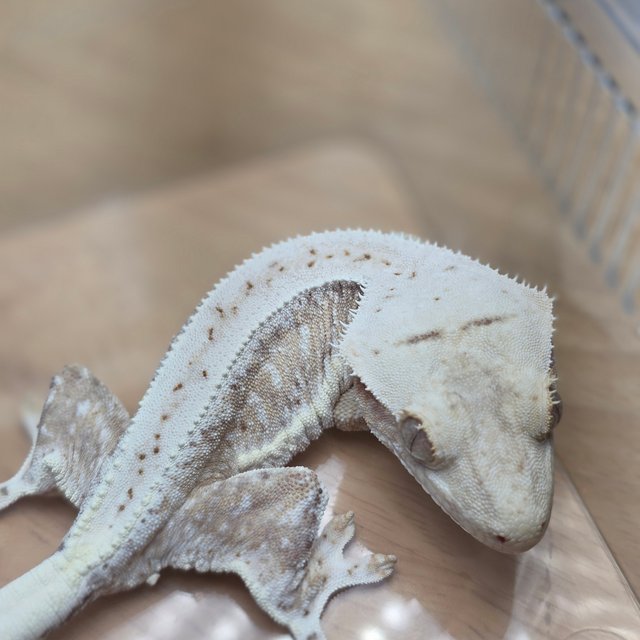 릴리100%헷아잔틱