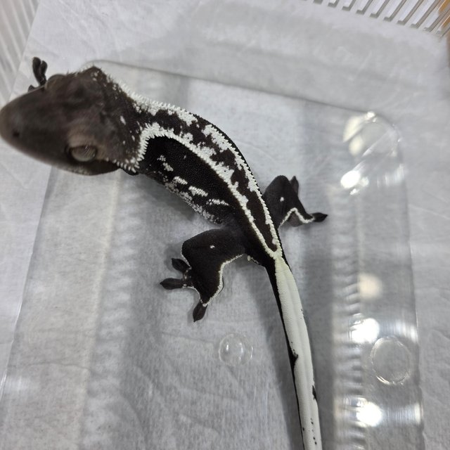 아잔틱