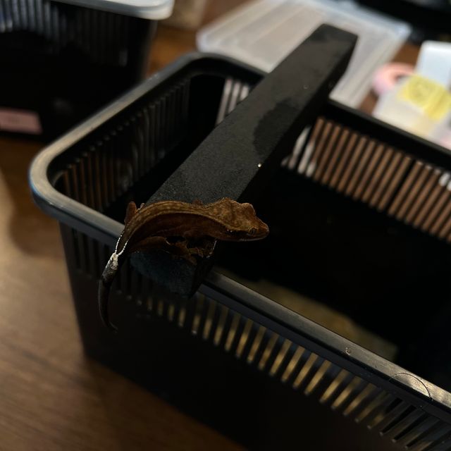 팬텀 챠콜