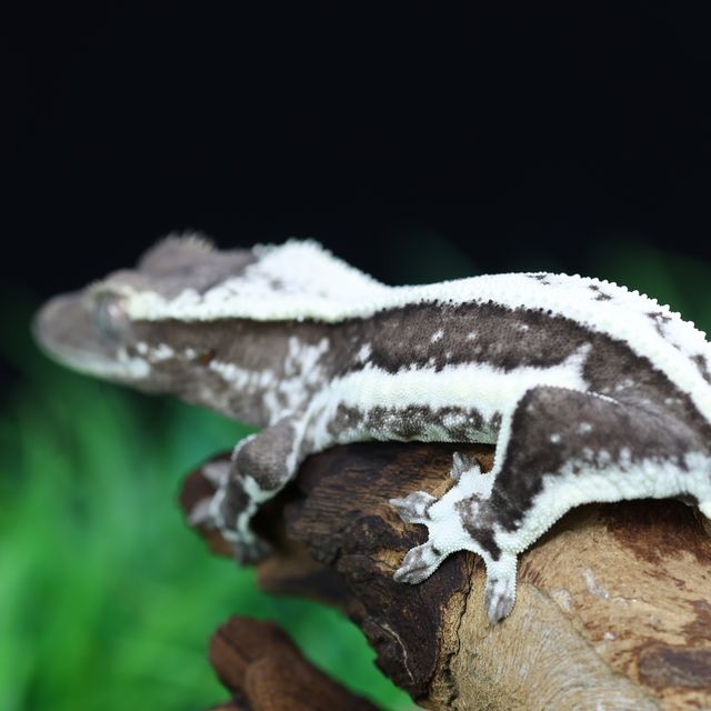 릴잔틱