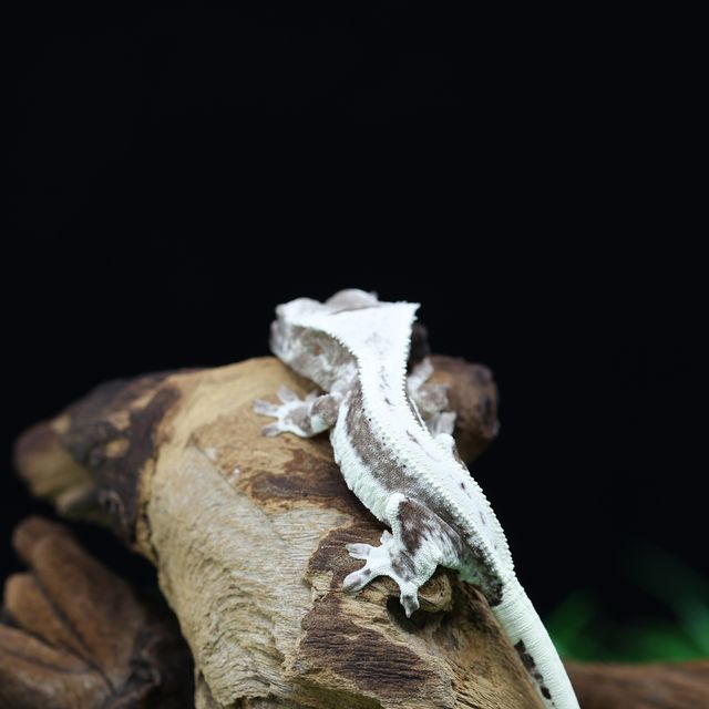 릴잔틱
