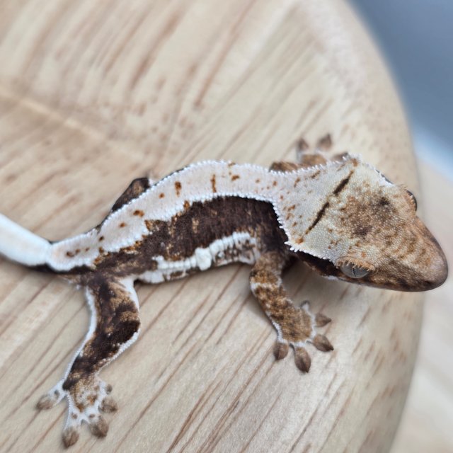 릴리100%헷아잔틱