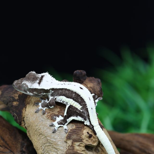 릴잔틱