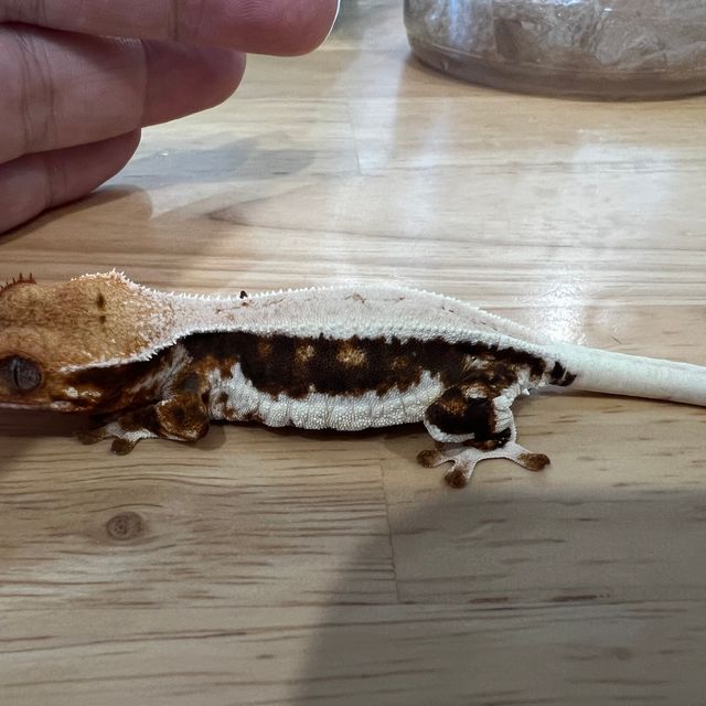릴리화이트