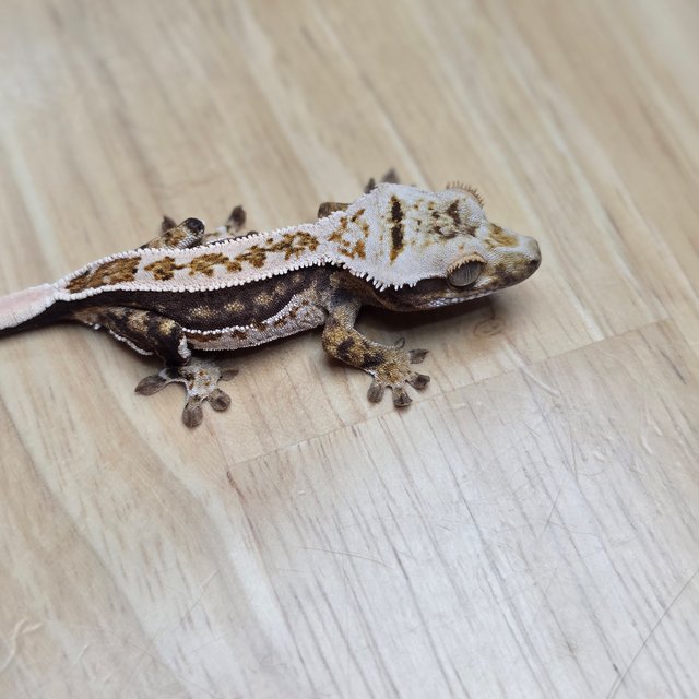 100%헷아잔틱 풀핀