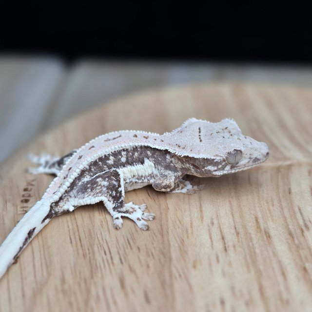 릴리100%헷아잔틱