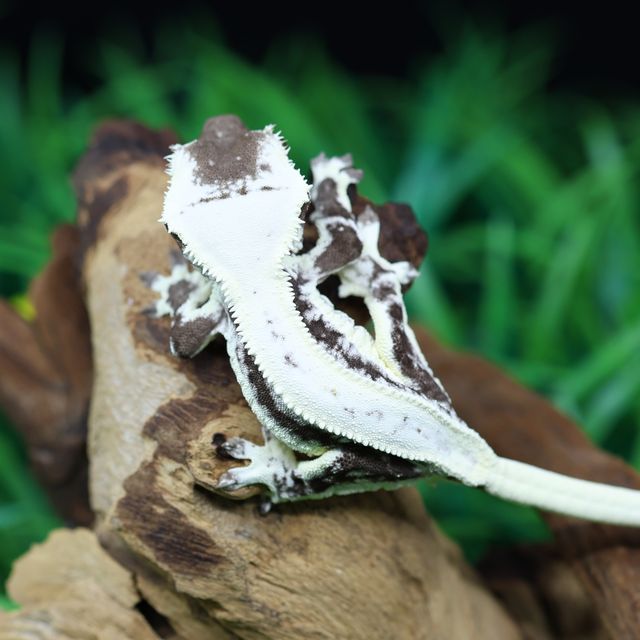 릴잔틱