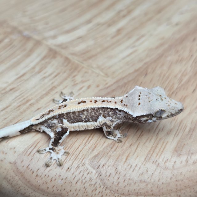 릴리100%헷아잔틱