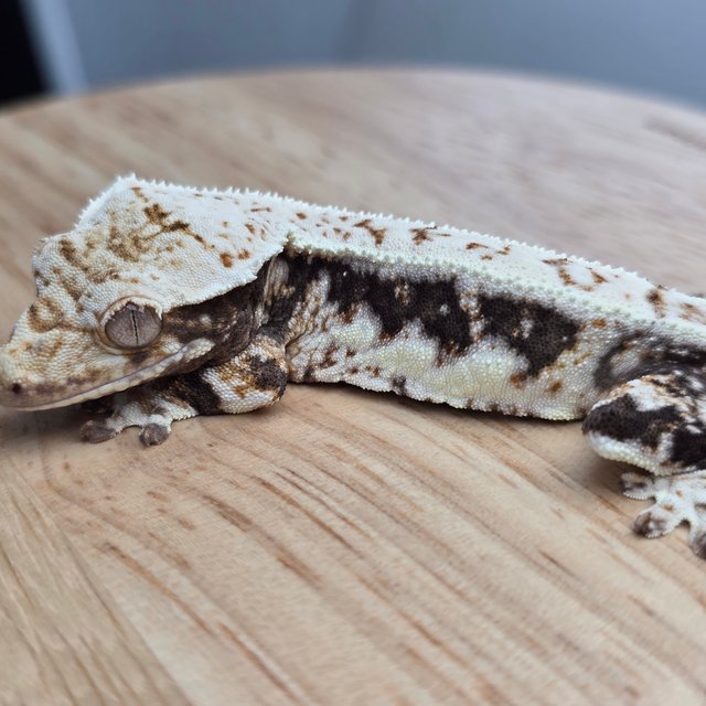 릴리100%헷아잔틱