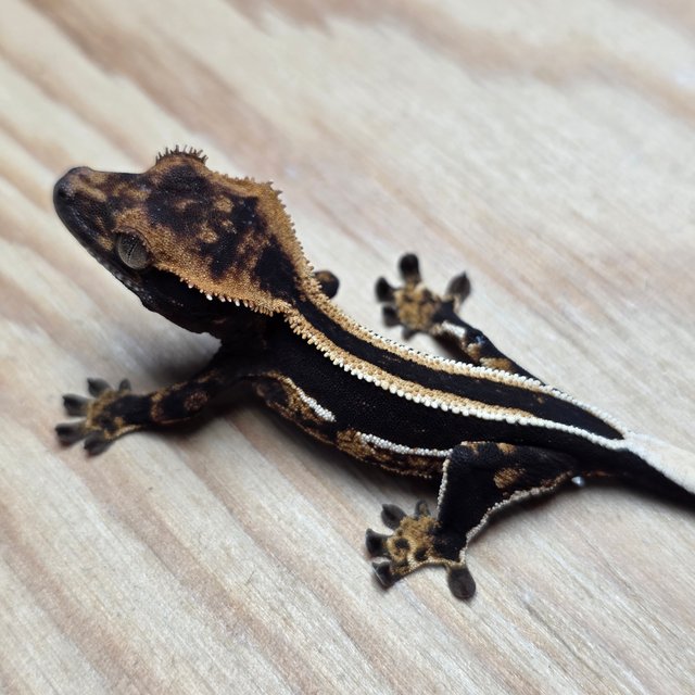 슈퍼스트라이프 엠티백