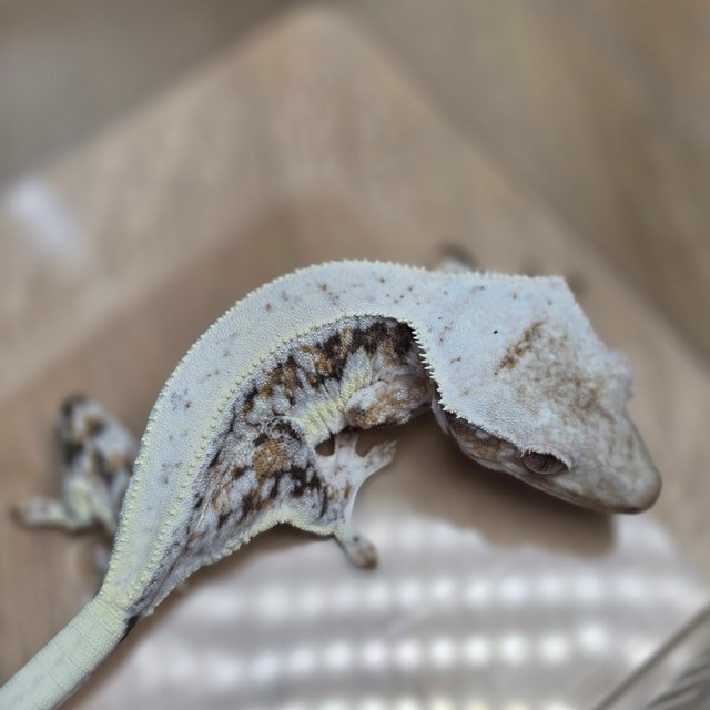 릴리100%헷아잔틱