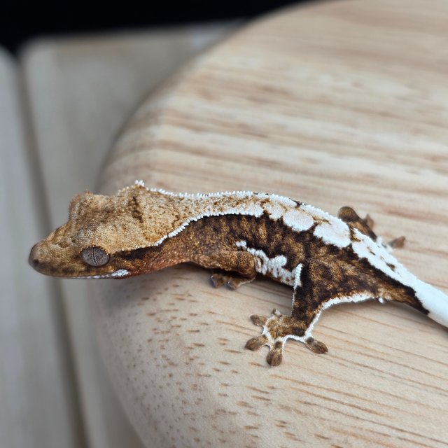 릴리100%헷아잔틱