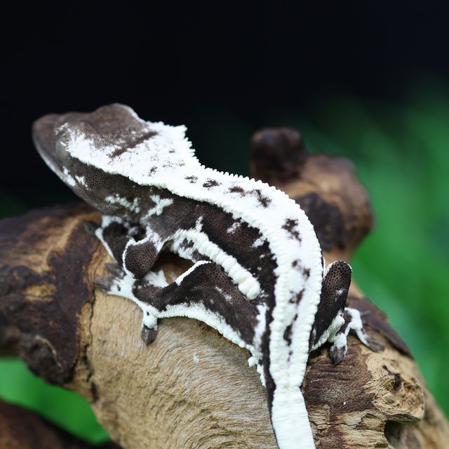릴잔틱