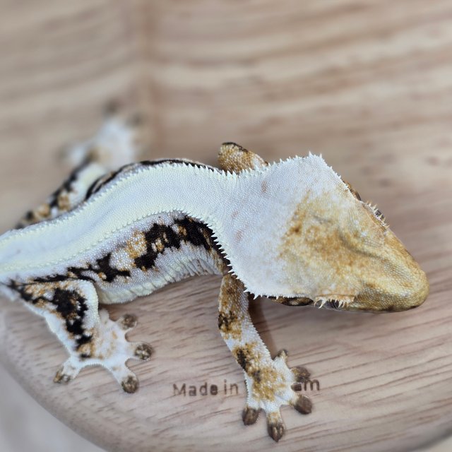 릴리100%헷아잔틱