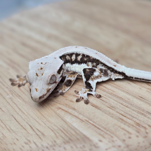 릴리100%헷아잔틱