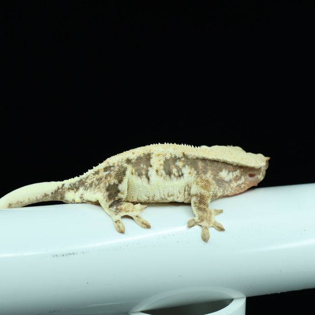 릴리화이트 트라이