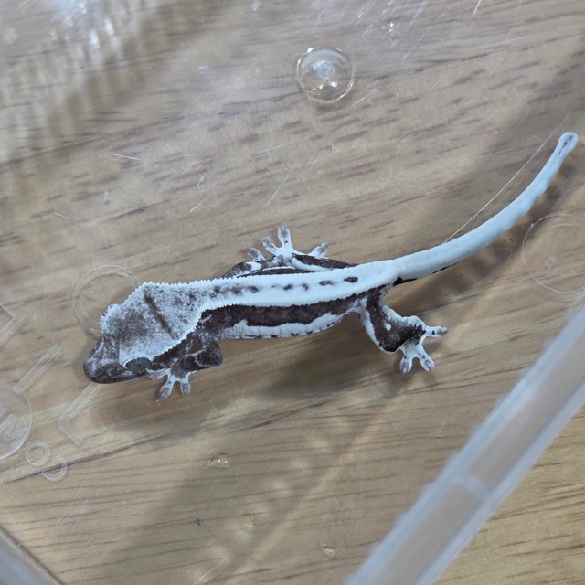 릴잔틱