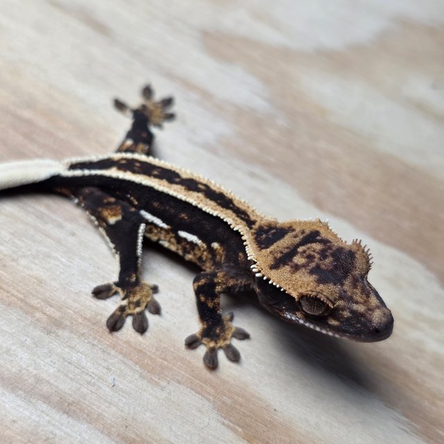 엠티백 슈퍼스트라이프