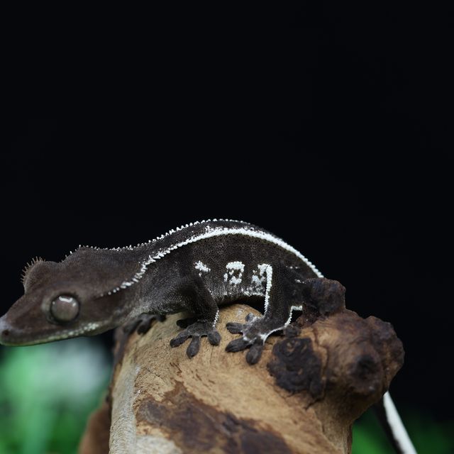 아잔틱 풀핀